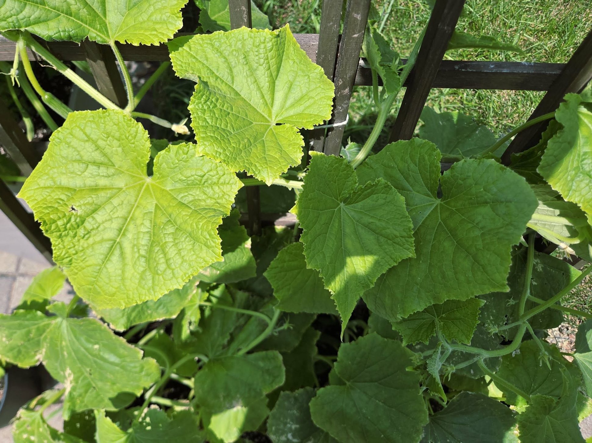 Plants de concombre en bac