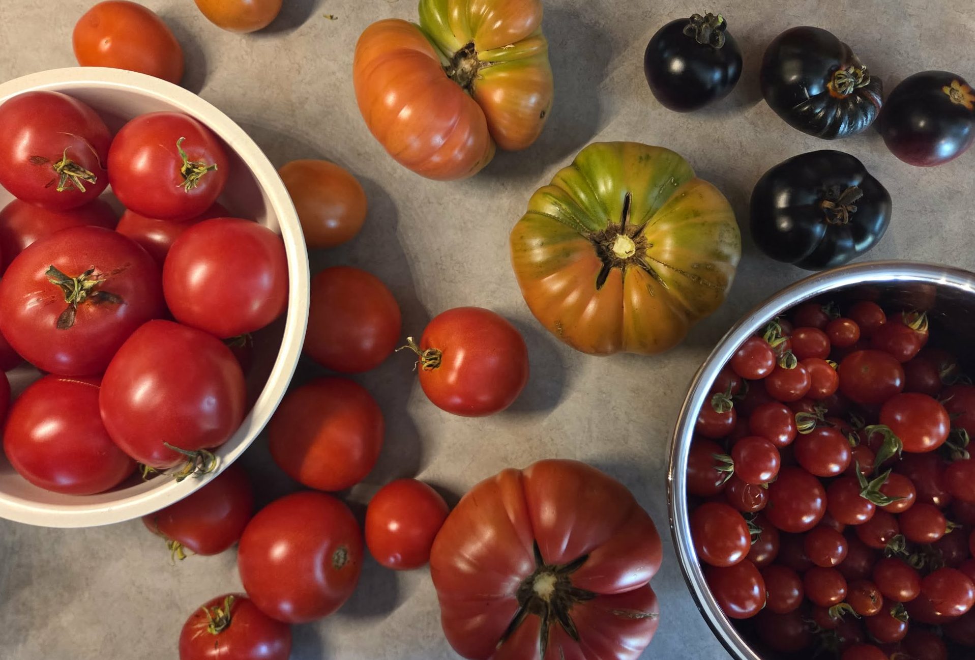Différentes variétés de tomates de jardin cultivées en pots